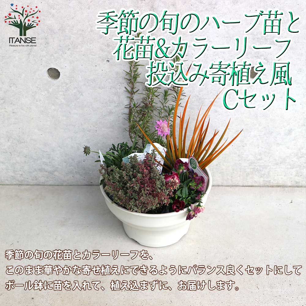 季節の花苗＆ハーブ苗＆リーフプランツ葉物類 苗投込み寄植え風 Cセット【花苗 8号ボール鉢／1個売り】