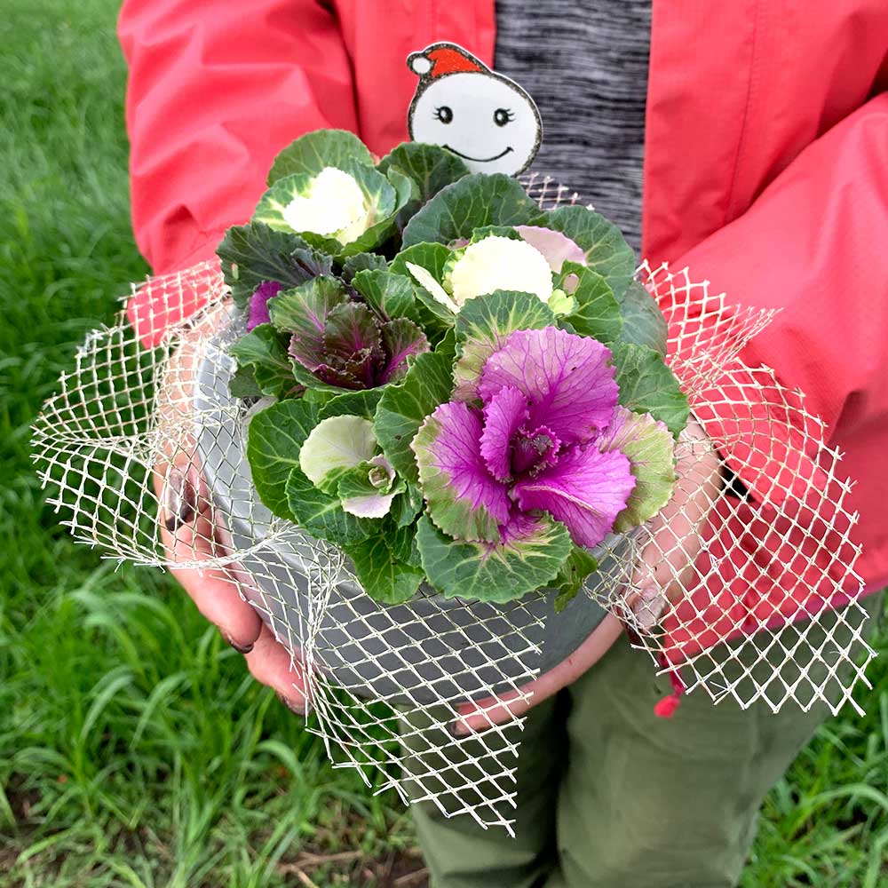 紅白葉牡丹 苗投込み寄植え風小 Dセット セット内容:プラスチック鉢5号