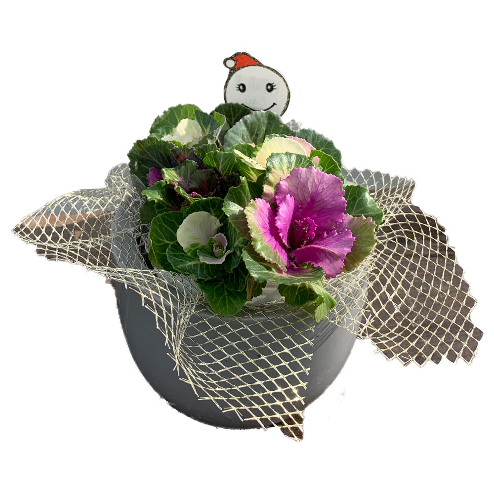 紅白葉牡丹 苗投込み寄植え風小 Dセット セット内容:プラスチック鉢5号程度を1個、葉牡丹苗(ベビースマイルなど)紅白各1個程度 【花苗 5号鉢／1個売り】