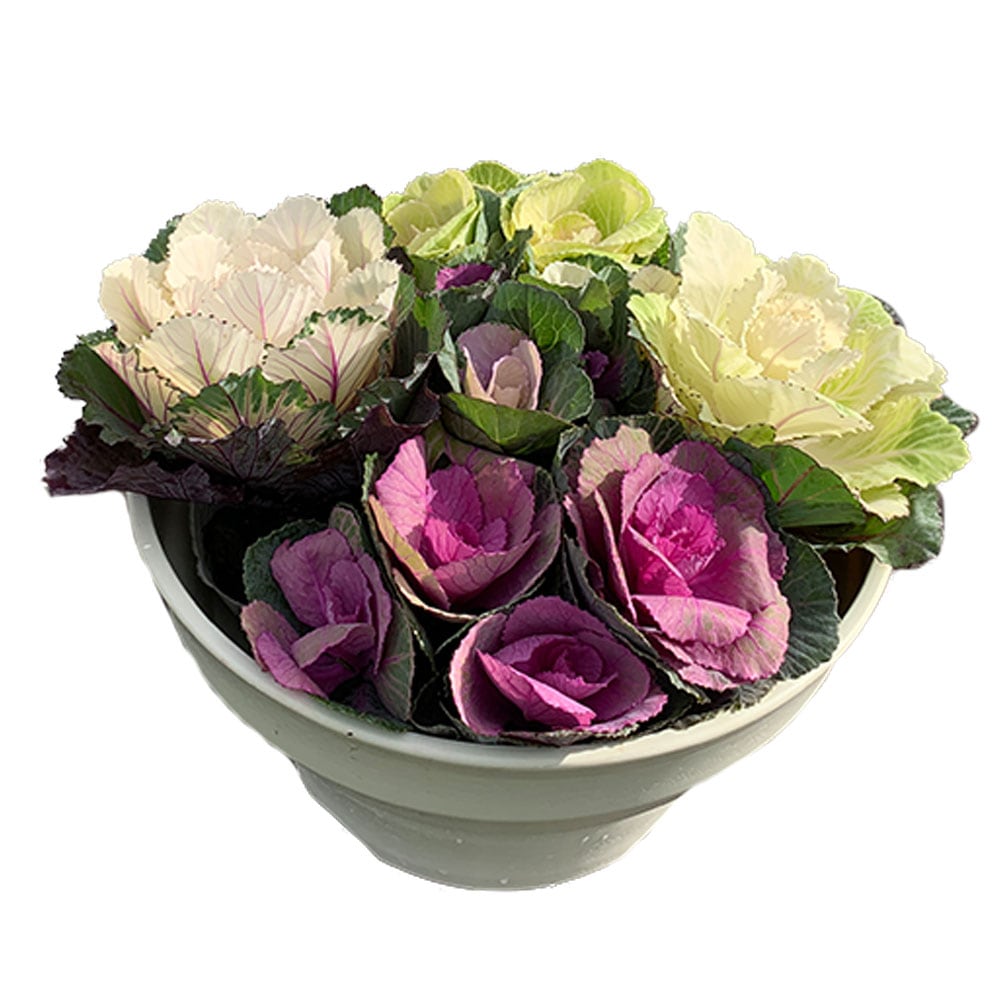 紅白葉牡丹 苗投込み寄植え風大 Eセット セット内容:プラスチック製ボールプランター8号程度を1個、葉牡丹苗(ベビースマイルなど)5個程度 【花苗 8号ボール鉢／1個売り】