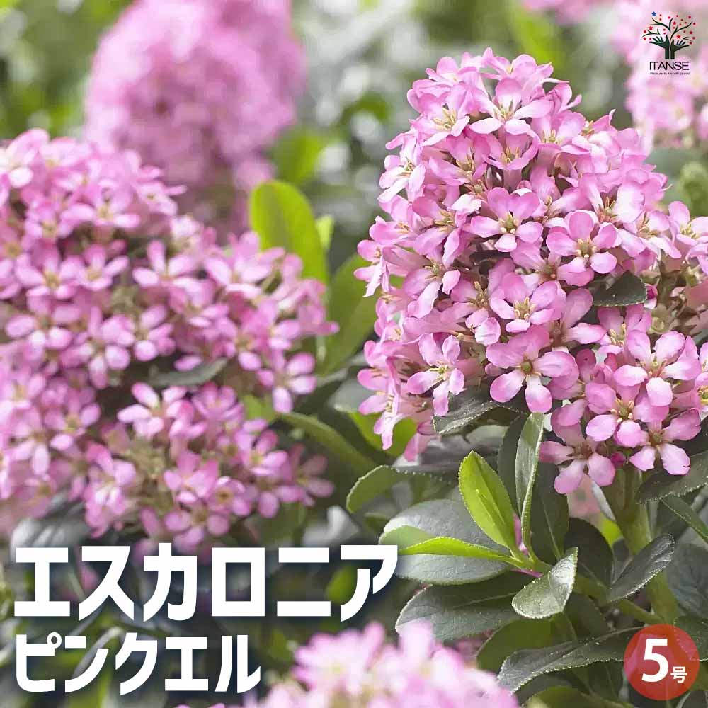 エスカロニア・ピンクエル【庭木 5号ポット／1個売り】