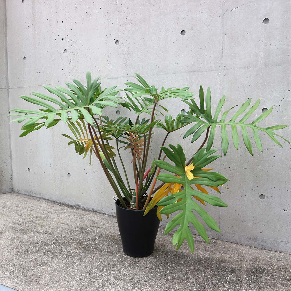 フィロデンドロン マヨイ【観葉植物 8号鉢／1個売り】
