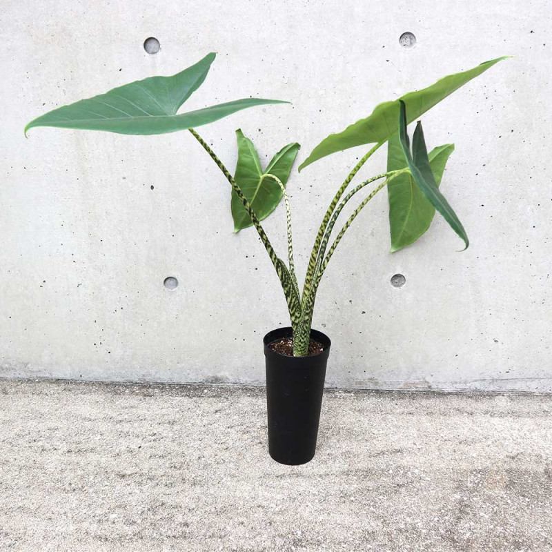 クワズイモ／アロカシア｜【植物のITANSE】全品送料無料・即出荷!