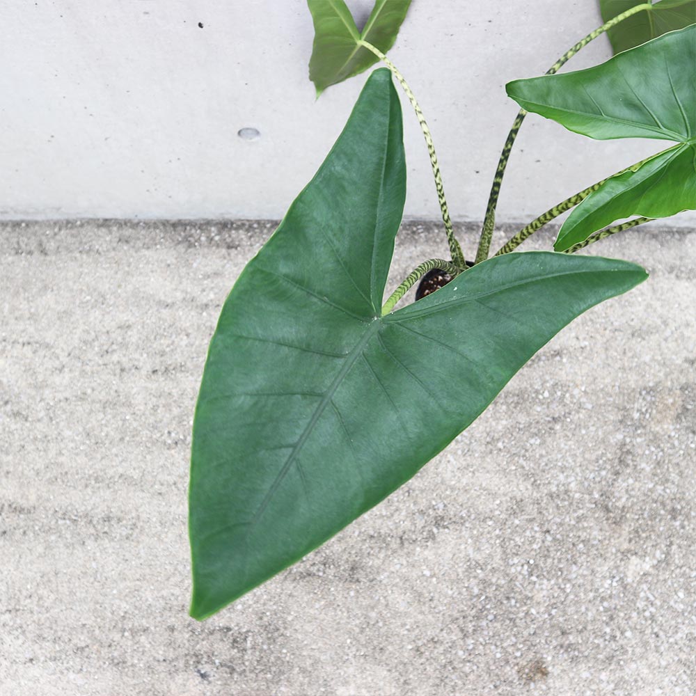 アロカシア・ゼブリナ【観葉植物 3.5号ロングポット仕立て／1個