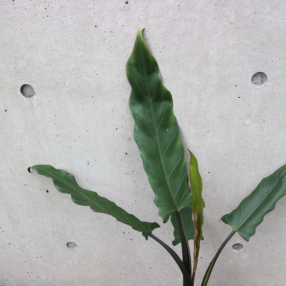 アロカシア・ラウテルバキアナ【観葉植物 3.5号ロングポット仕立て／1