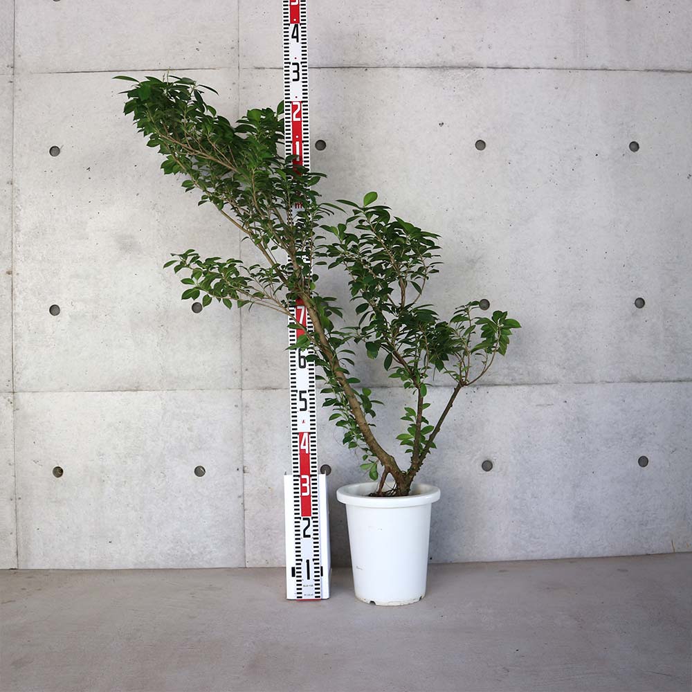 フィカス ナナ ゴムの木の仲間【観葉植物 8号鉢／1個売り】｜ 【植物の