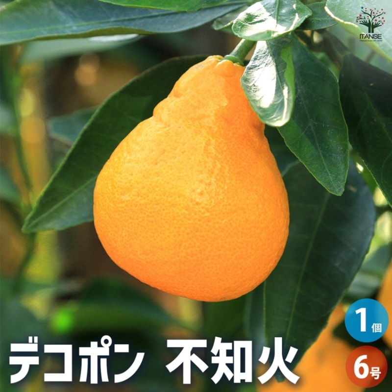 デコポンの苗木 不知火【果樹苗 3年生 接木苗21～24cmポット／1個