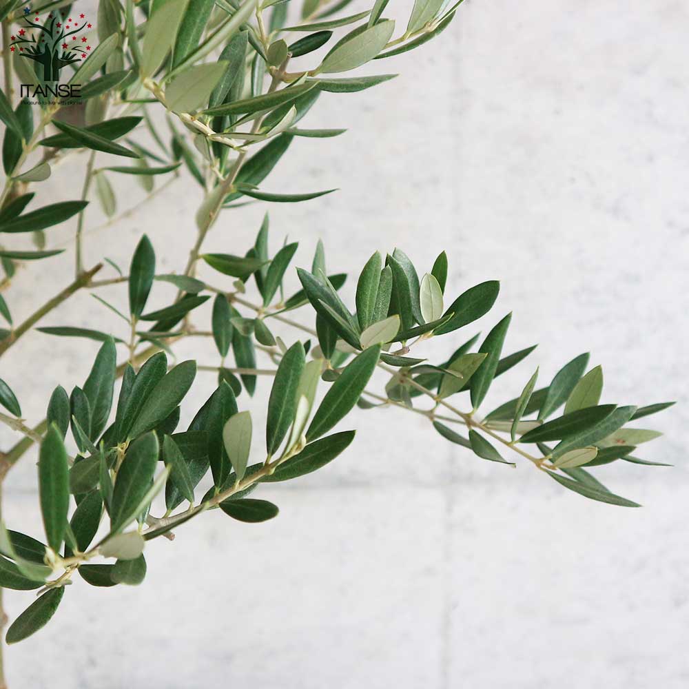 オリーブの木　ピクアル　10号　約145cm　NO.605　人気品種　現品掲載 観葉植物 オリーブの木 10号 ピクアル プラスチック鉢 / 小倉園 | 観葉