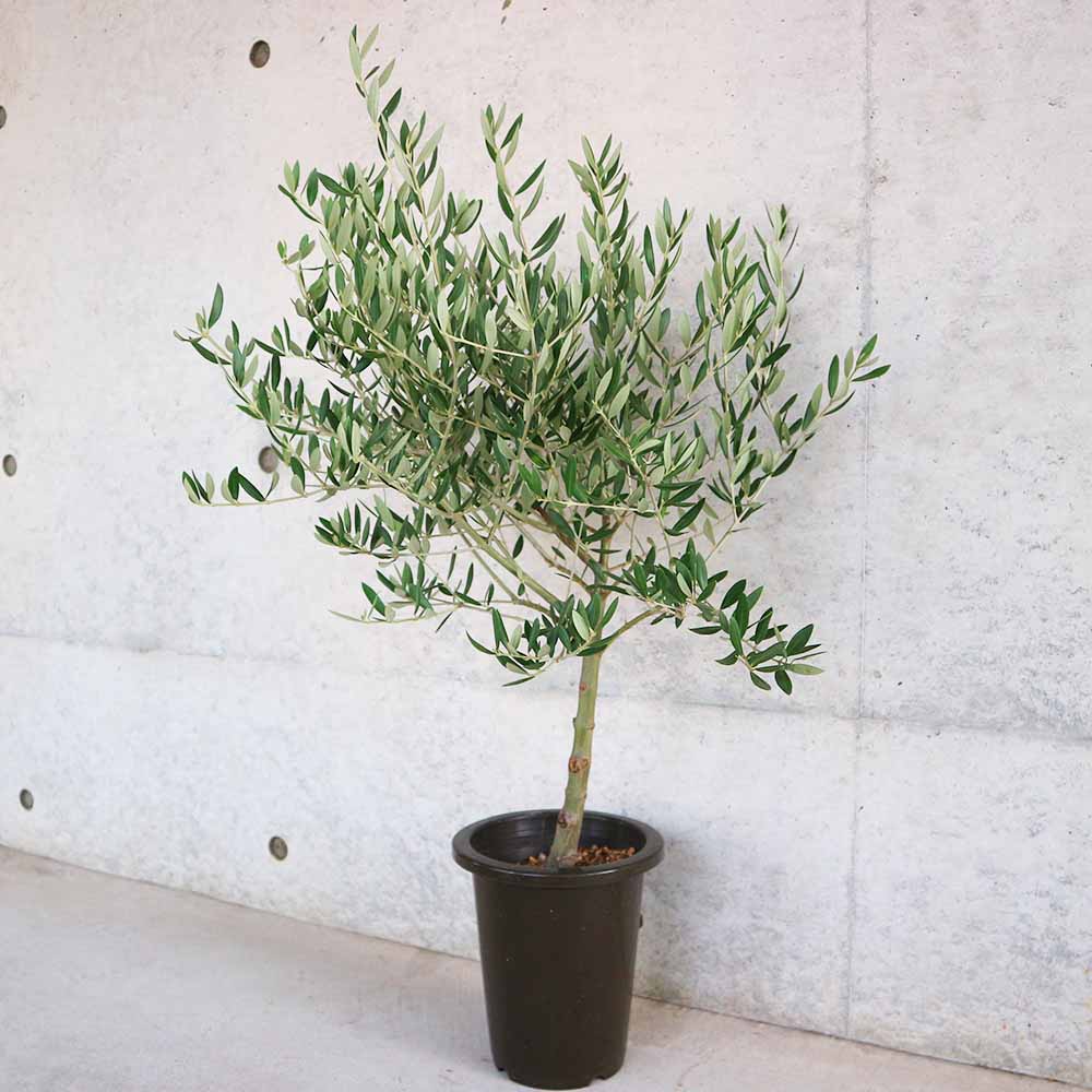 オリーブの木　ピクアル オリーブの木 ピクアル | 観葉植物 | 送料無料でお届け