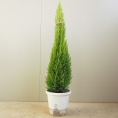 コニファー ウィルマ【庭木 5号鉢／1個売り】|植木・花木