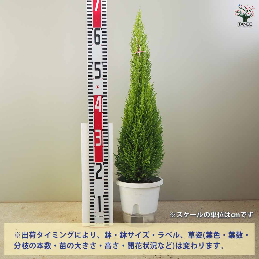 コニファー ウィルマ【庭木 5号鉢／1個売り】｜ 【植物のITANSE