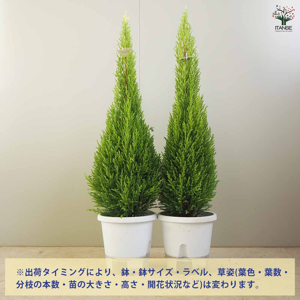 コニファー ウィルマ【庭木 5号鉢／1個売り】｜ 【植物のITANSE