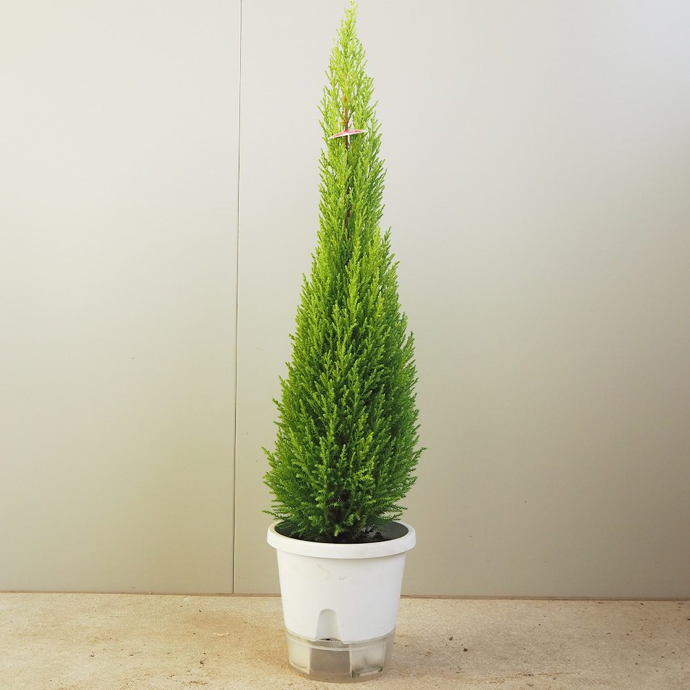 コニファー ウィルマ【庭木 5号鉢／1個売り】