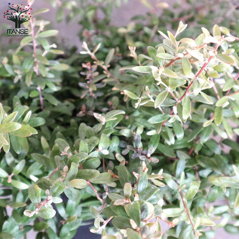 希少　グレビレアコースタルスパイダー　大株 OUTDOOR PLANTS /// グレビレア コースタルスパイダー