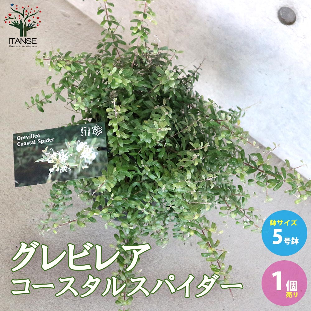 グレビレア・コースタルスパイダー【庭木 5号ポット／1個売り