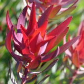 リューカデンドロン・レッドデビル【庭木 8号大苗／1個売り】|植木・花木