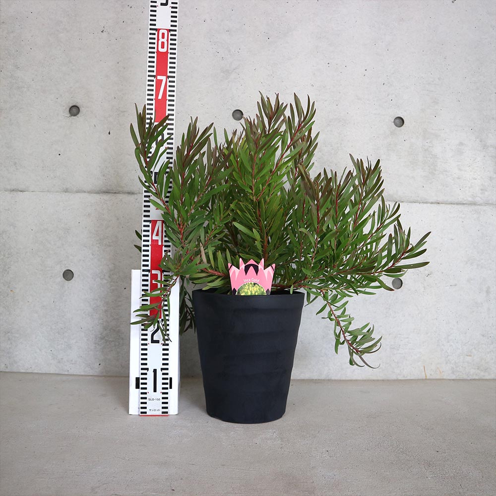 リューカデンドロン・インカゴールド【庭木 8号大苗／1個売り