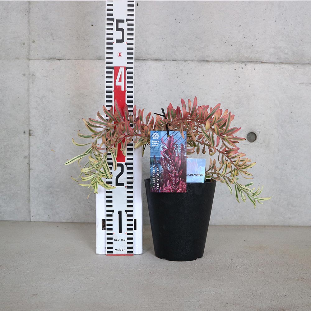 リューカデンドロン・ケイティーズブラッシュ【庭木 5号鉢／1個売り
