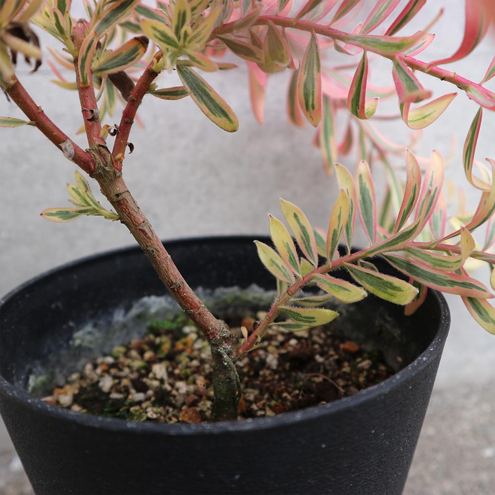 リューカデンドロン・ケイティーズブラッシュ【庭木 5号鉢／1個売り