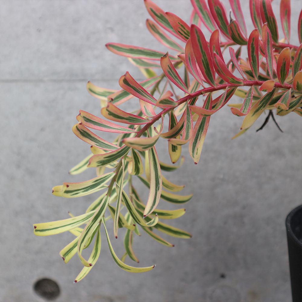 ◎MON◎です♪複数割引！ブルーベリー3 リューカデンドロン5 リンドウ2 リューカデンドロン デュリフ | 5号 - 株式会社陽春園植物場