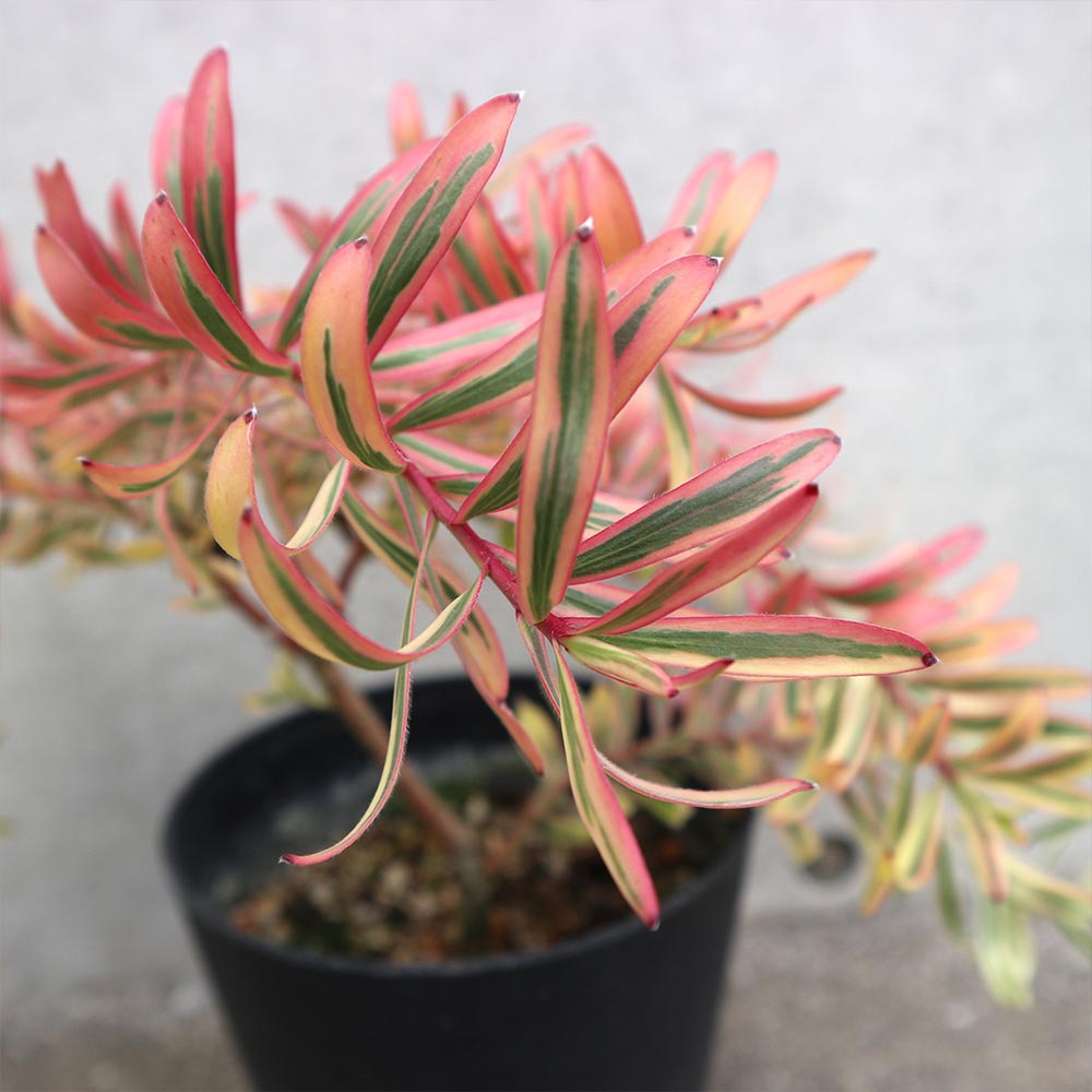 リューカデンドロン・ケイティーズブラッシュ【庭木 5号鉢／1個