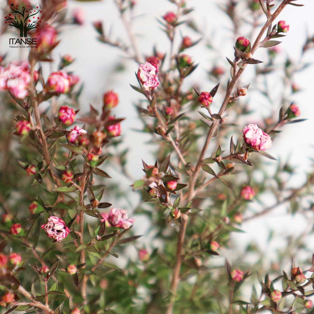 ギョリュウバイ 八重咲き ピンク花【庭木 4号ポット／1個売り