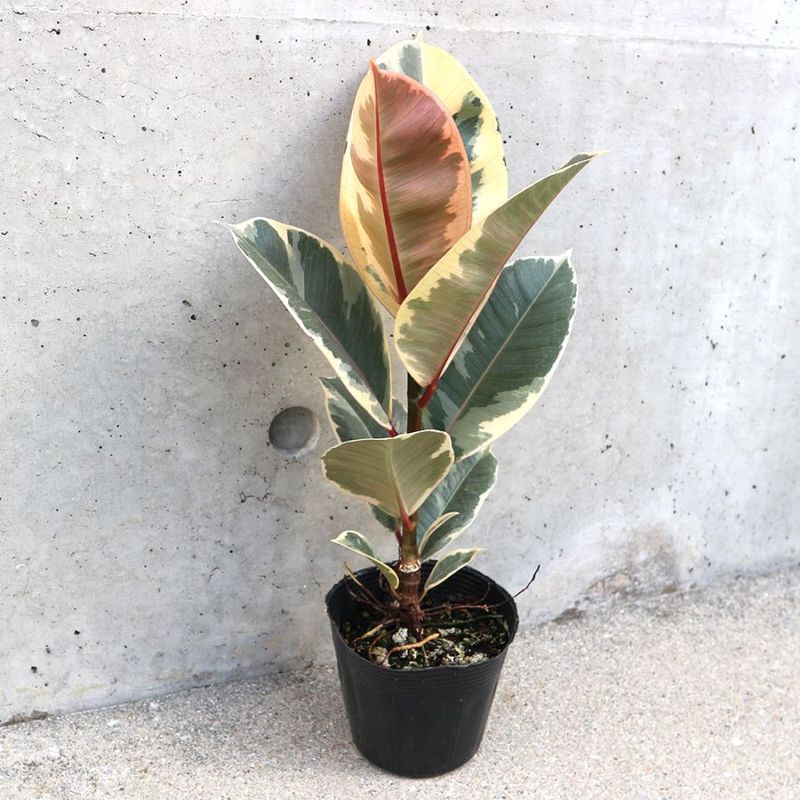 ゴムの木／フィカス｜【植物のITANSE】全品送料無料・即出荷!