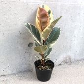 フィカス・ティネケ(ティネケゴム)ゴムの木の仲間 斑入り【観葉植物 3.5号ポット リビングやオフィス向きサイズ／1個売り】|観葉植物