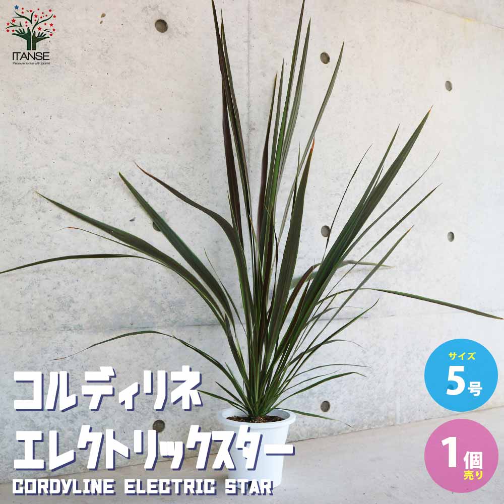 コルディリネ バンクシー エレクトリックスター【観葉植物 5号鉢／1個売り】