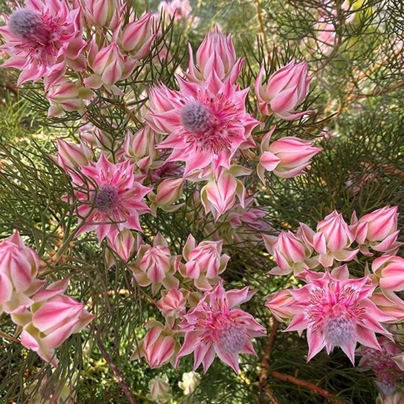 セルリア プリティピンク 【花木苗 6号鉢／1個売り】｜ 【植物の