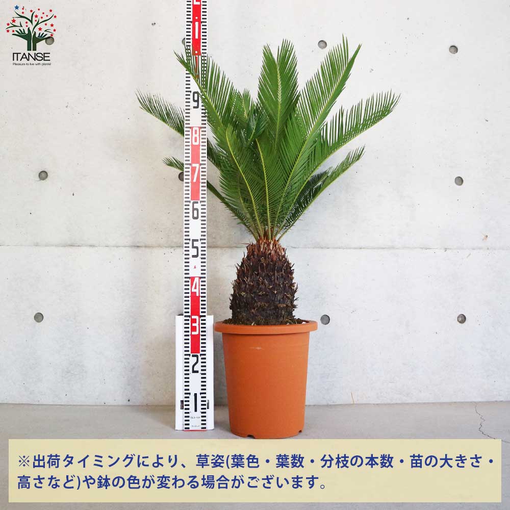 ソテツ リビングやオフィス向きサイズ【観葉植物 9号鉢／1個売り