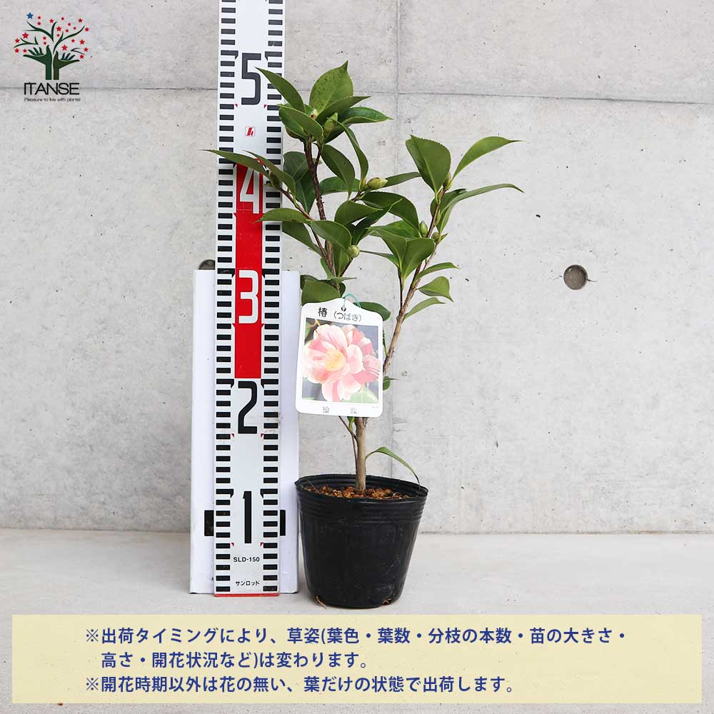 椿(ツバキ)の苗木 品種:松波(マツナミ) 【庭木 4号ポット苗／1個売り