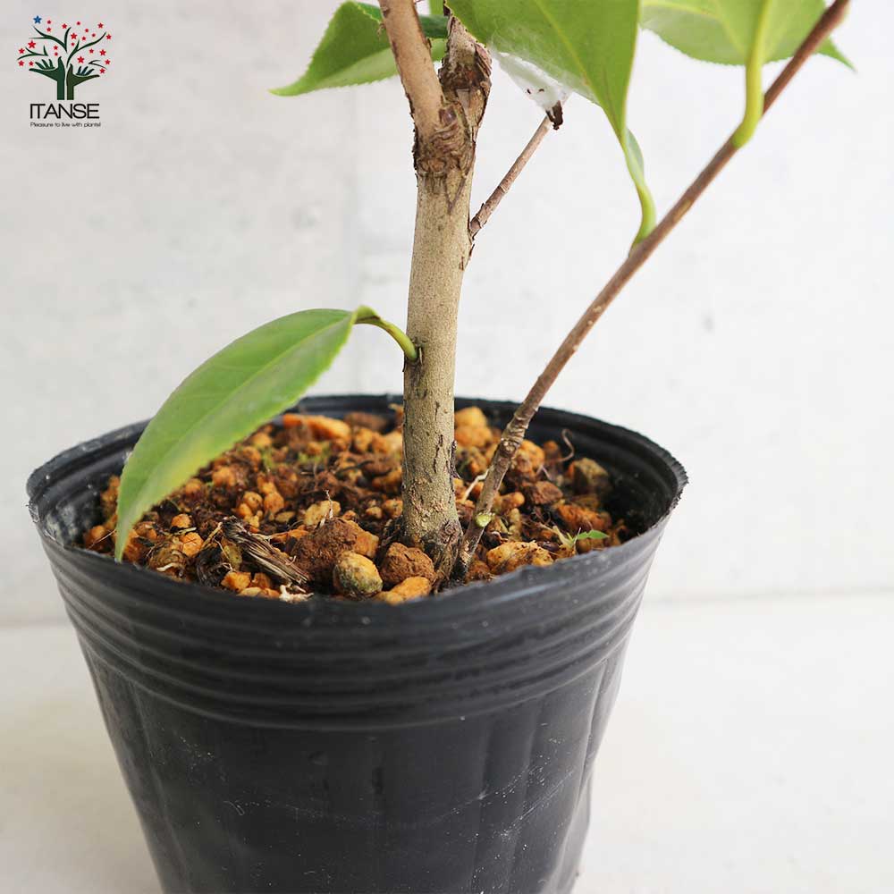 椿(ツバキ)の苗木 品種:松波(マツナミ) 【庭木 4号ポット苗／1個売り