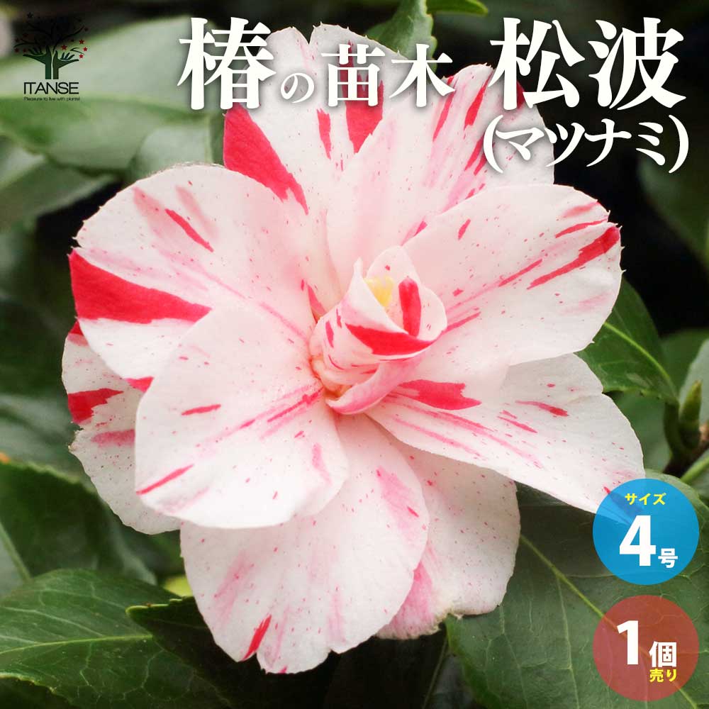 椿(ツバキ)の苗木 品種:松波(マツナミ) 【庭木 4号ポット苗／1個売り