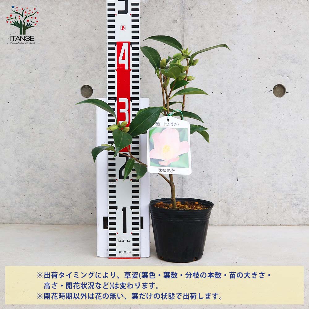 椿(ツバキ)の苗木 品種:覆輪侘助(フクリンワビスケ) 【庭木 4号ポット