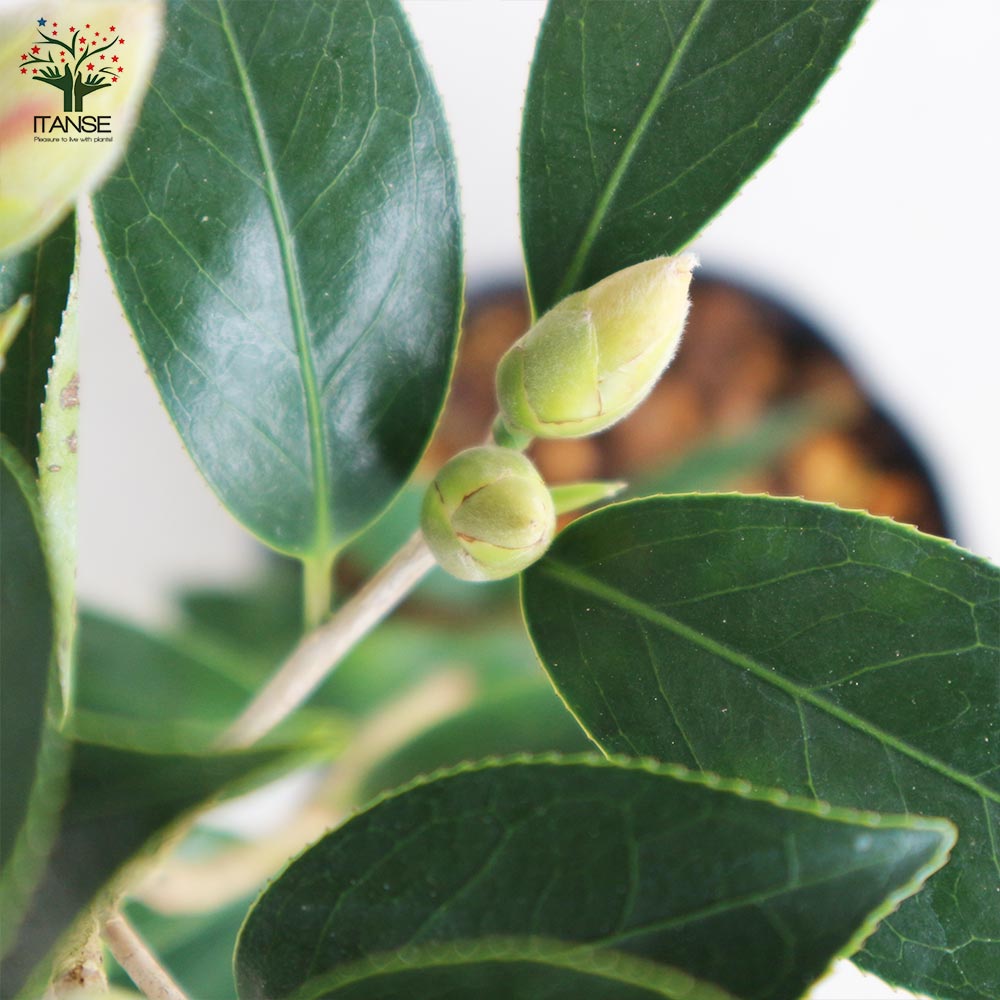 椿(ツバキ)の苗木 品種:覆輪侘助(フクリンワビスケ) 【庭木 4号ポット