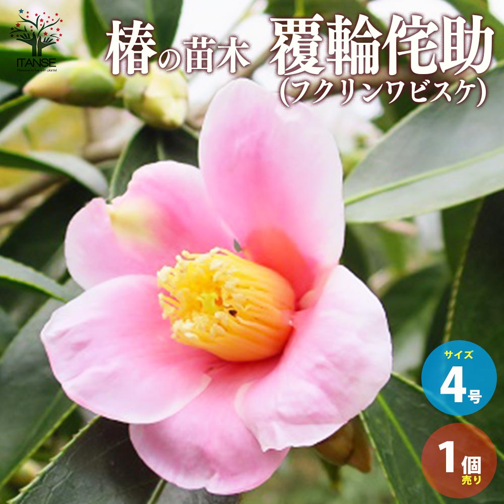 椿(ツバキ)の苗木 品種:覆輪侘助(フクリンワビスケ) 【庭木 4号ポット苗／1個売り】