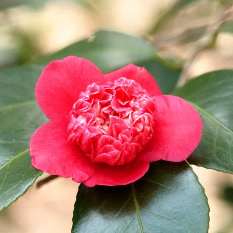 桃の苗木 大久保【果樹苗／15cmポット接木苗／1個売り】｜ 【植物の