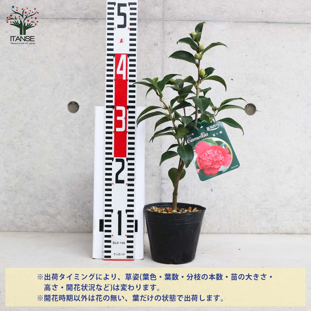 椿(ツバキ)の苗木 品種:紅卜伴(ベニボクハン) 【庭木 4号ポット苗／1個