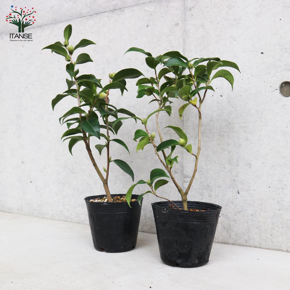 紅キーツ　8号　不織布苗　実付き 紅キーツ 8号 不織布苗 実付き 紅キーツ 8号 不織布苗 実付き