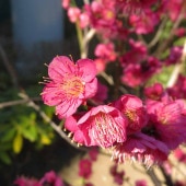 紅梅・大盃(オオサカズキ) 紅花一重咲き 【庭木 盆栽仕立て 5号鉢／1個売り】|植木・花木