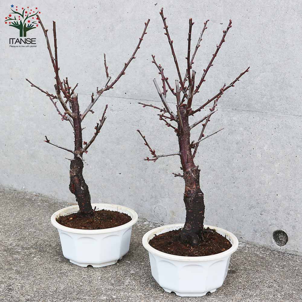 紅梅・大盃(オオサカズキ) 紅花一重咲き 【庭木 盆栽仕立て 5号鉢／1個