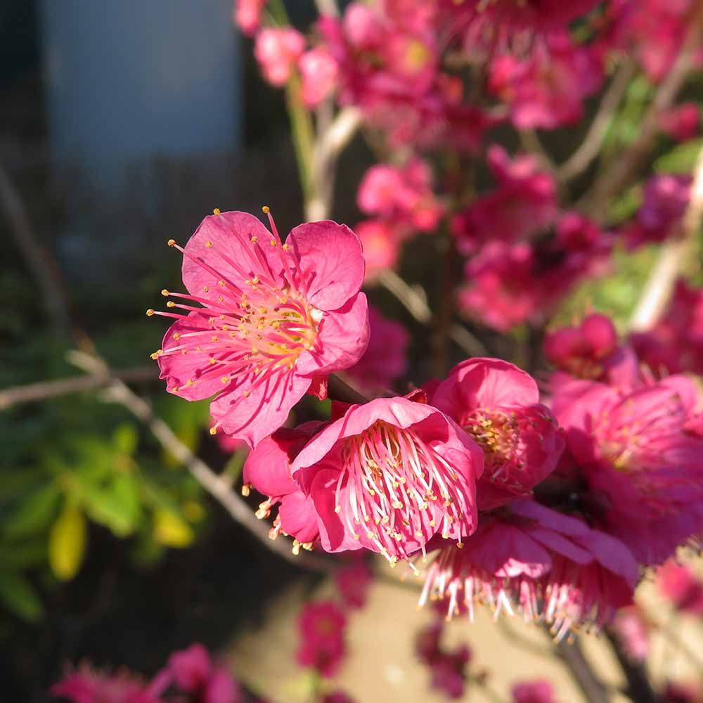 紅梅・大盃(オオサカズキ) 紅花一重咲き 【庭木 盆栽仕立て 5号鉢／1個売り】