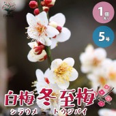 白梅・冬至梅(トウジバイ) 白花一重咲き 【庭木 盆栽仕立て 5号鉢／1個売り】|植木・花木