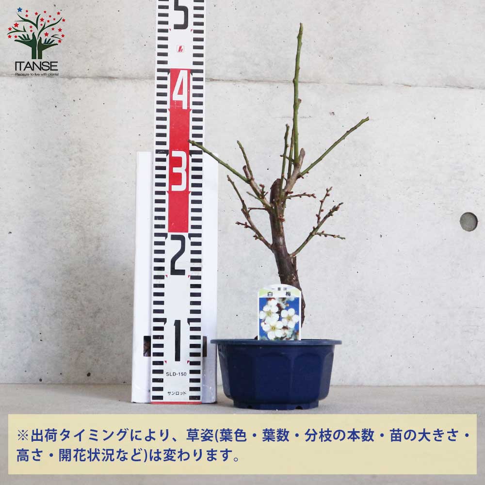 白梅・冬至梅(トウジバイ) 白花一重咲き 【庭木 盆栽仕立て 5号鉢／1個