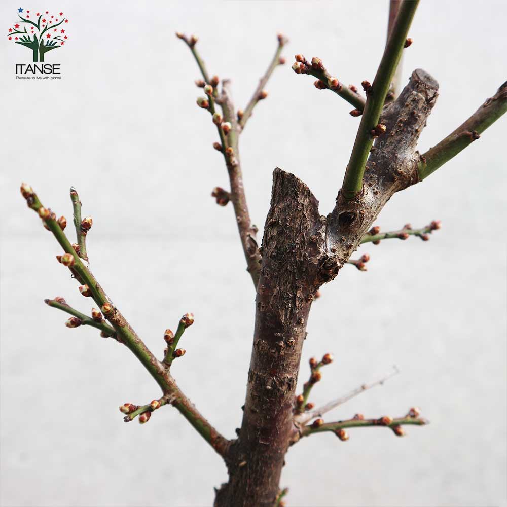 白梅・冬至梅(トウジバイ) 白花一重咲き 【庭木 盆栽仕立て 5号鉢／1個