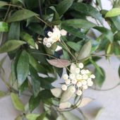 ホヤ(桜ラン)・ラクノーサ 【観葉植物 リビングやオフィス向きサイズ 吊鉢5号鉢／1個売り】|観葉植物