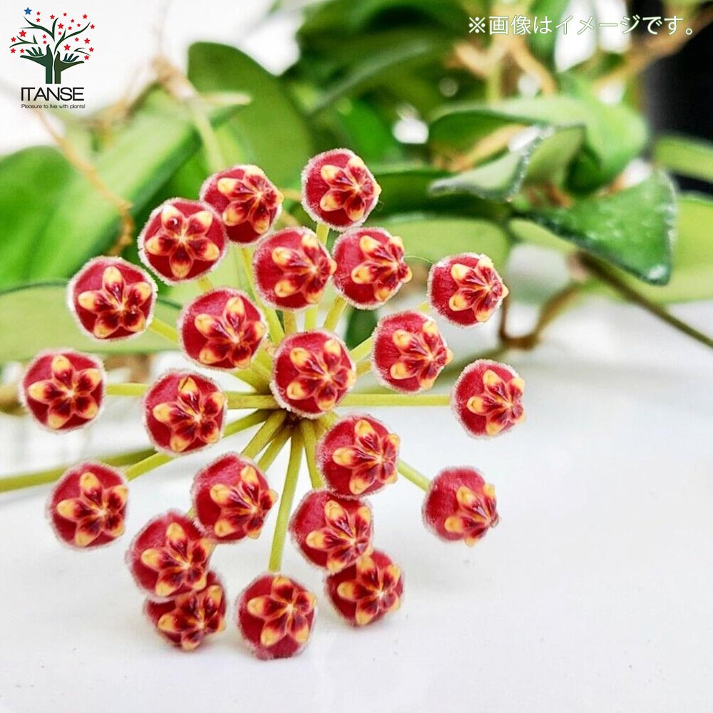 ルーチェさん専用　Hoya ホヤ3種 ホヤ(桜ラン)・ロシータ 【観葉植物 リビングやオフィス向きサイズ 吊