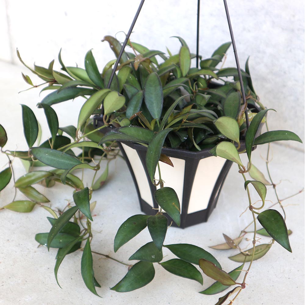 ホヤ(桜ラン)・ロシータ 【観葉植物 リビングやオフィス向きサイズ 吊鉢5号鉢／1個売り】