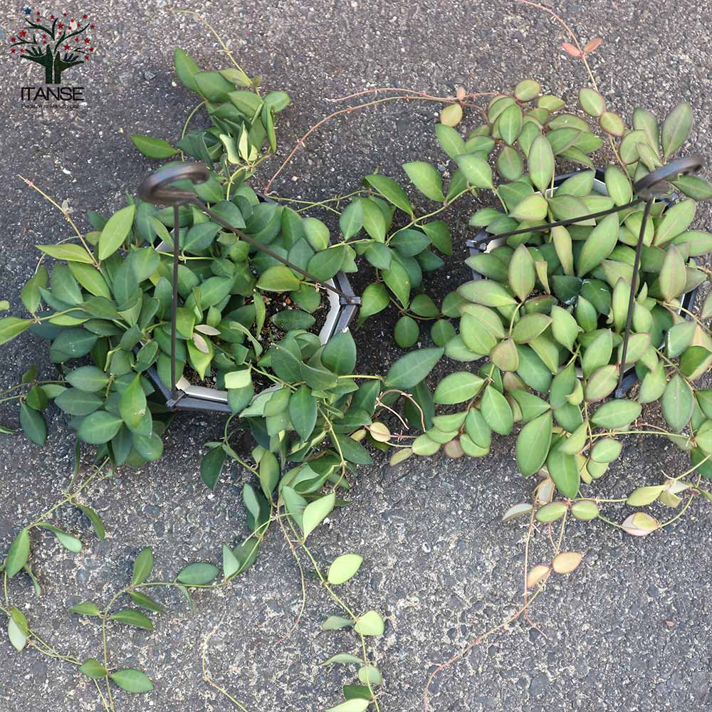 ホヤ(桜ラン)・ザンバレス 【観葉植物 リビングやオフィス向きサイズ